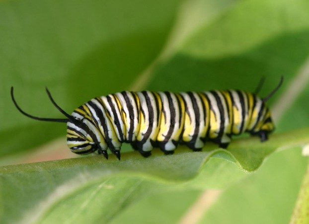 Caterpillar Pictures 2