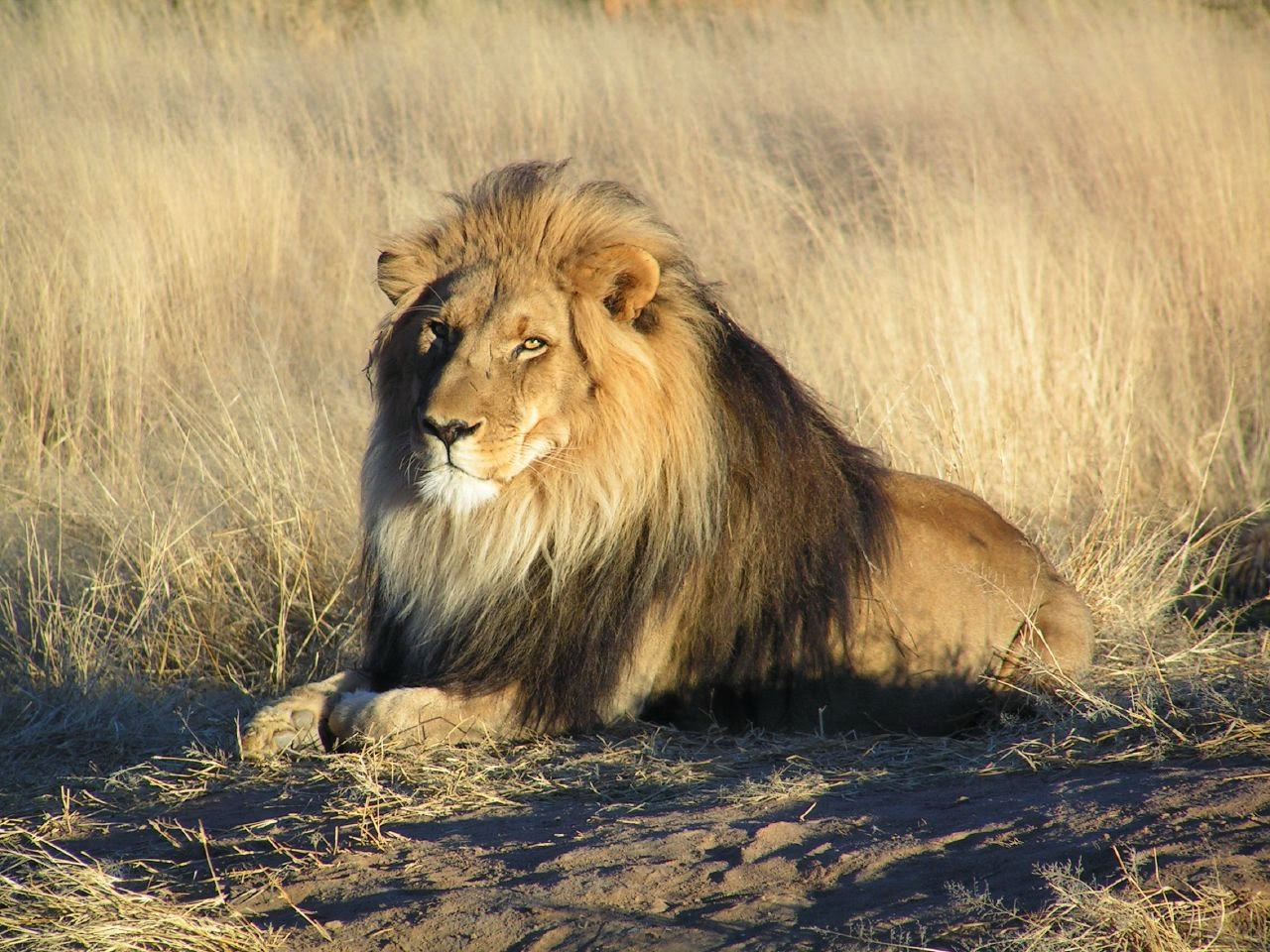 R シュタイナーから学ぶ ライオンはリズム系が発達した動物