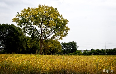 IMG_5422 copy