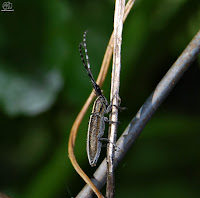 Longicornio de los cardos (Agapanthia cardui)