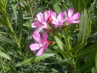 fleurs d'Azrou