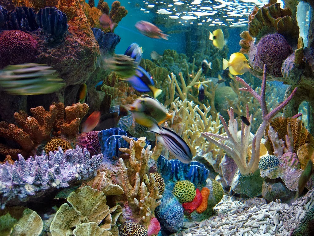 Tips Merawat Aquarium  Air Laut