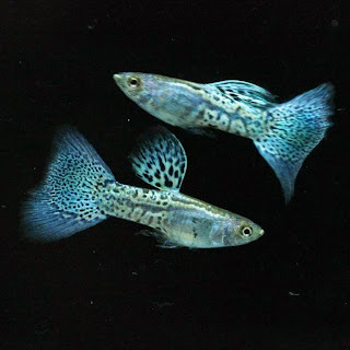 jual guppy import, jual guppy kaskus, jual guppy murah, jual guppy full red, jual guppy big ear, jual guppy jakarta, jual guppy betina, jual guppy jogja, jual guppy surabaya, jual guppy black moscow, jual guppy albino, jual guppy albino murah, jual aneka guppy, jual ikan guppy albino, jual guppy red albino, jual ikan guppy aneka, jual ikan guppy red albino, harga guppy albino, jual guppy blue grass, jual guppy blue sky, jual guppy berkualitas, jual guppy blue moscow, jual guppy bandung, jual guppy bekasi, jual guppy blue lace, jual guppy cobra, harga guppy cobra, jual ikan guppy cobra, jual ikan guppy cirebon, jual guppy di medan, jual guppy di jakarta, jual guppy dan ikan lainnya, jual guppy depok, jual guppy di jogja, harga guppy dragon, jual ikan guppy di jakarta, jual ikan guppy di bandung, jual ikan guppy depok, jual ikan guppy di batam, jual guppy endler, jual guppy full platinum, jual guppy fish, jual guppy full black, jual fancy guppy, harga guppy full red, harga guppy full black, jual ikan guppy full platinum, jual hikari fancy guppy, harga guppy fish, jual guppy grosir, jual ikan guppy blue grass, jual ikan guppy grosir, jual guppy hias, jual guppy hb pastel, jual guppy halfmoon, harga guppy hias, jual ikan guppy hias, harga jual guppy, harga hikari guppy, harga jual ikan guppy hias, harga jual guppy full red, jual guppy import 2015, jual guppy indukan, jual ikan guppy, jual ikan guppy jakarta, jual ikan guppy betina, jual ikan guppy murah, jual ikan guppy bandung, jual ikan guppy surabaya, jual guppy jambi, jual guppy jakarta timur, jual ikan guppy jawa timur, jual ikan guppy jember, jual ikan guppy di jambi, jual guppy, jual guppy kontes, jual ikan guppy kontes, jual ikan guppy kaskus, jual guppy lokal, jual guppy red lace, jual ikan guppy lampung, jual guppy medan, jual guppy mata merah, jual guppy micariff, jual guppy malang, jual ikan guppy medan, jual ikan guppy makassar, jual guppy neon, harga guppy neon, jual guppy online, jual ikan guppy online, jual guppy partai, jual guppy palembang, jual guppy platinum, jual guppy panda, jual guppy pekanbaru, jual guppy pontianak, jual pakan guppy, harga guppy platinum, jual ikan guppy pontianak, jual guppy red, jual guppy ribbon, harga guppy ribbon, harga guppy red, jual ikan guppy ribbon, jual ikan guppy super red, jual guppy super red, jual guppy swallow, jual guppy sky blue, jual ikan guppy solo, jual ikan guppy sidoarjo, jual ikan guppy strain murni, jual guppy strain, jual guppy tangerang, jual guppy tuxedo, jual tetra guppy, harga guppy tuxedo, jual ikan guppy tangerang, jual ikan guppy termahal, harga tetra guppy, jual pakan tetra guppy, harga guppy termahal, jual guppy yogyakarta, jual ikan guppy yogyakarta, jual guppy 2013, jual guppy 2012, jual ikan guppy 2013, jual ikan guppy 2014, harga guppy 2013, jual ikan guppy 2012, jual guppy import 2013, harga guppy 2010,