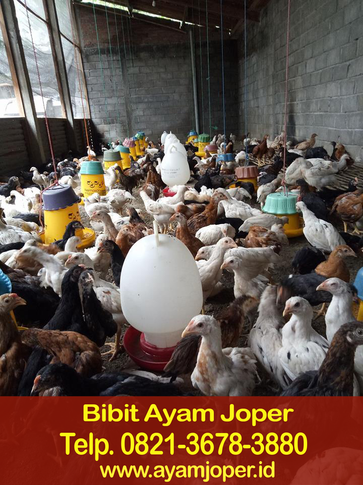 Bibit Ayam Joper Blora 