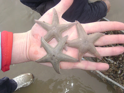 Estrellas de mar en El Puerto Santa María