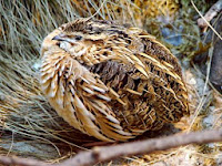 Coturnix coturnix