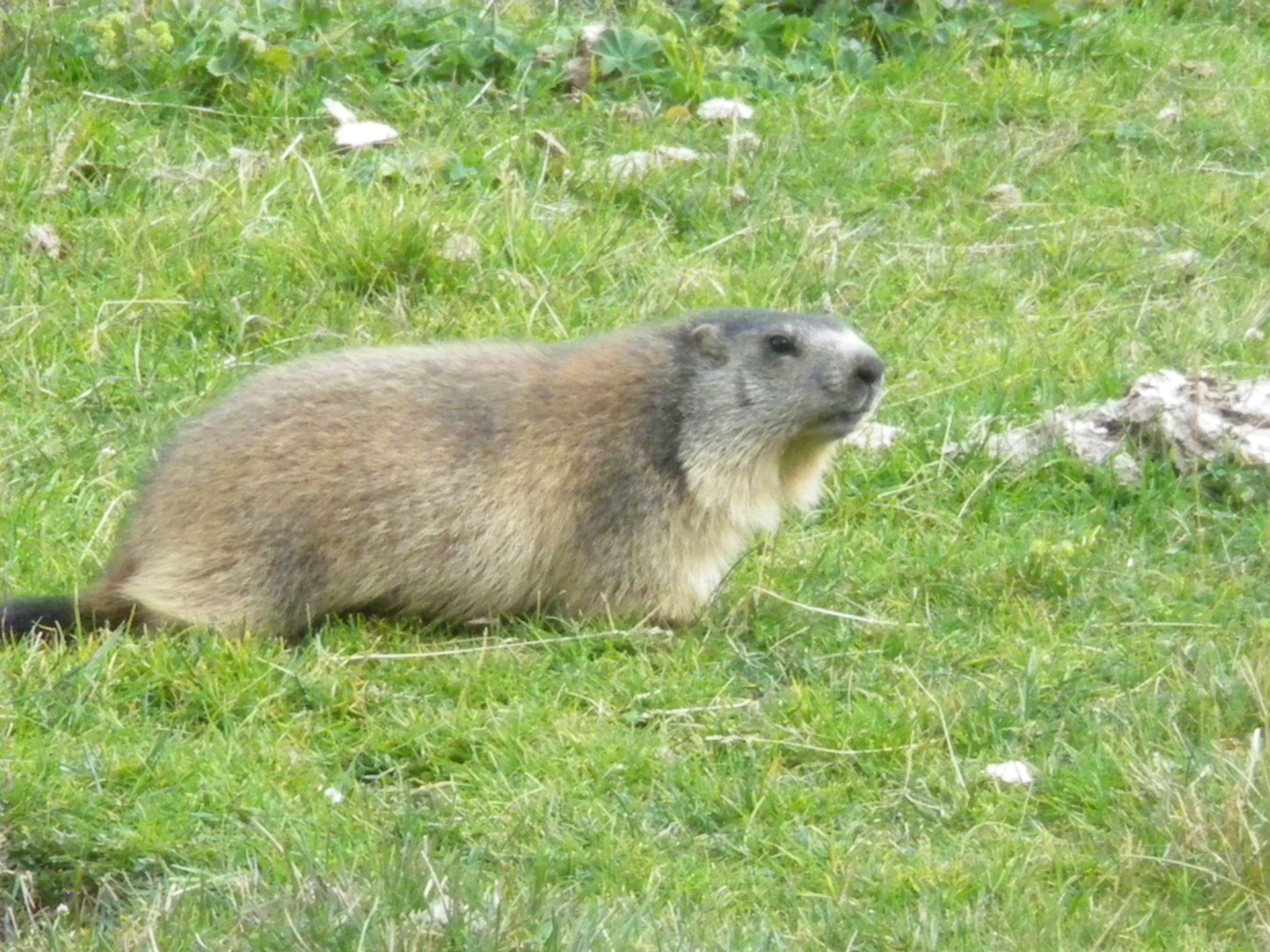 Haute Romanche, marmota, Alpe du Villar d'Arene, Hautes Alpes, France, Parc National des Ecrins