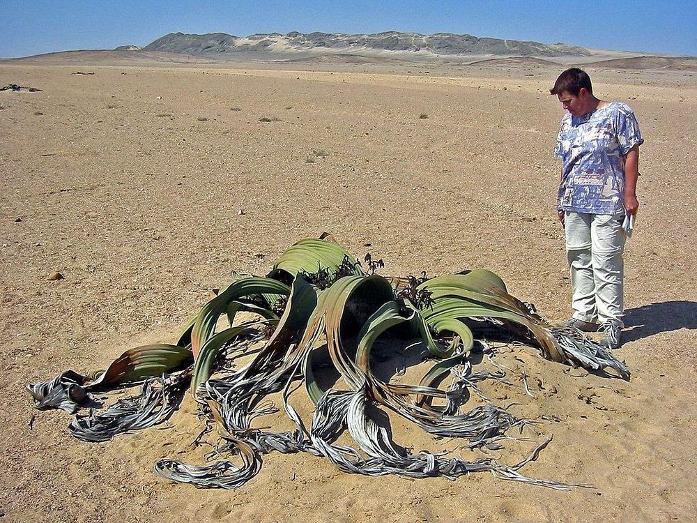 welwitschia-mirablilis-3 welwitschia-mirablilis-3