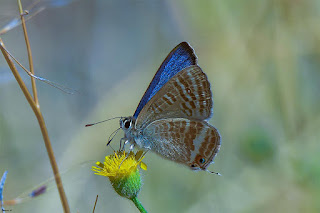 mariposa-canela-estriada-lampides-boeticus-libando-nectar-