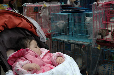 Cats at the Market