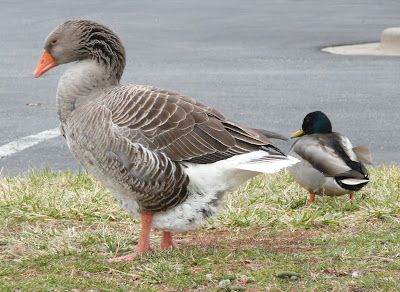 Greater White-fronted Goose