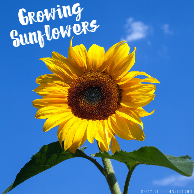 How to grow sunflowers