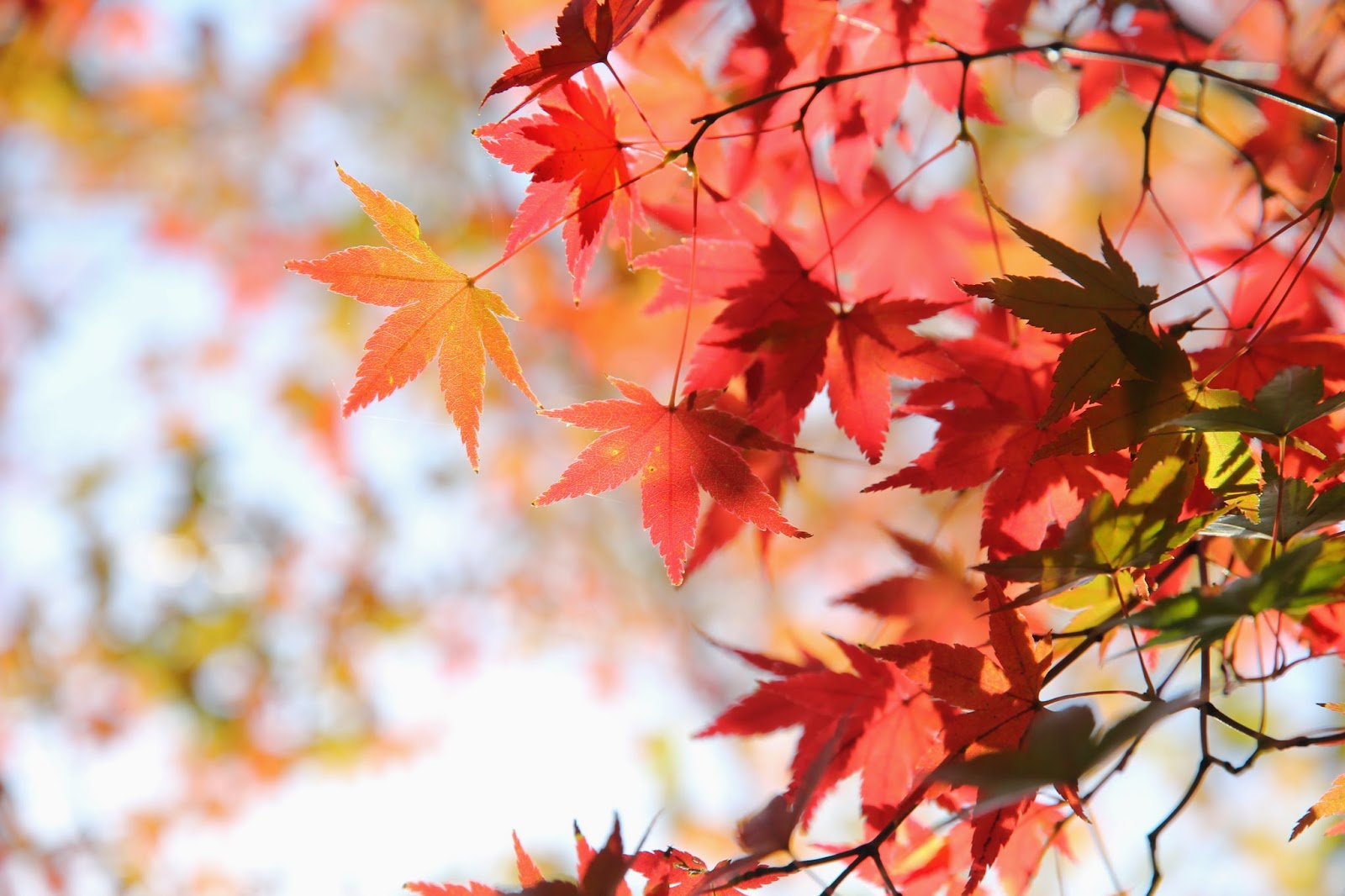 東京都內市區紅葉情報攻略地點銀杏神宮外苑銀杏樹林蔭道代代木公園東京站銀杏樹林蔭道上野恩賜公園六義園濱離宮恩賜庭園