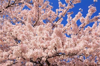 桜 満開 2017, 桜 開花 2016, 東京 桜 名所, 桜 開花予想 2017 京都, 桜 開花予想 2017 東京, 桜開花情報, 桜 2017, 桜 開花から満開まで, 桜前線 2017, 桜 開花予想 2017 大阪, 沖縄 桜 開花状況,桜 開花, 桜 満開 2017, 桜 開花予想 京都, 桜 開花予想 2017 京都, 桜開花宣言 みしろん, 桜 開花予想 大阪, 桜 開花予想 2017 東京, 桜 開花から満開まで, mankai開花宣言, mankai開花宣言 歌詞, 桜 開花情報