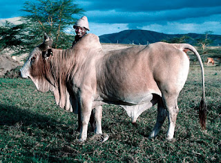 zebu