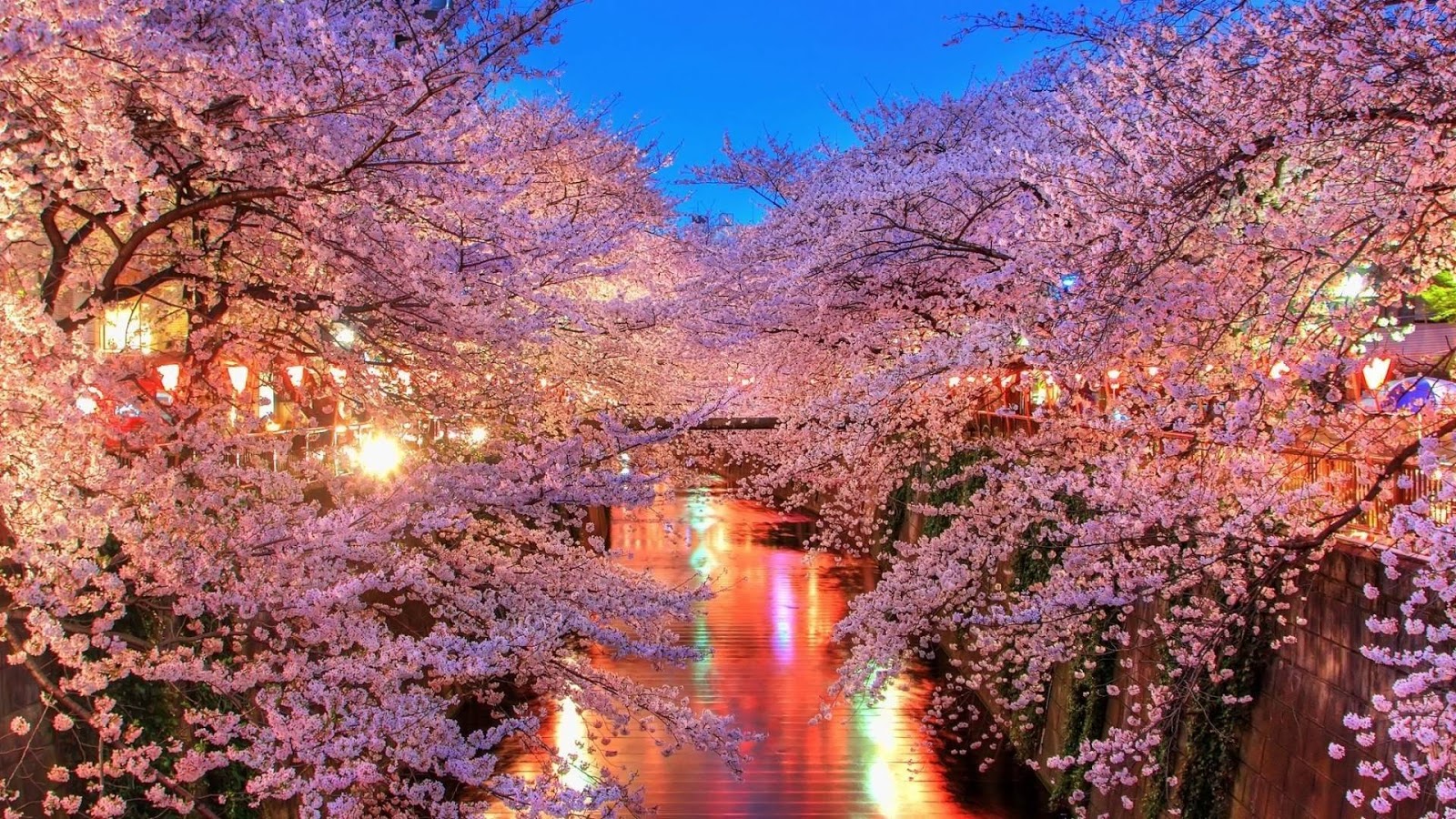 Gambar Bunga Sakura Jepang Indah Cantik - Gambar Kata Kata