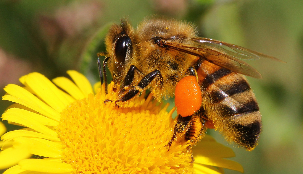 Descubre TU MUNDO Las abejas desaparecen y con ellas