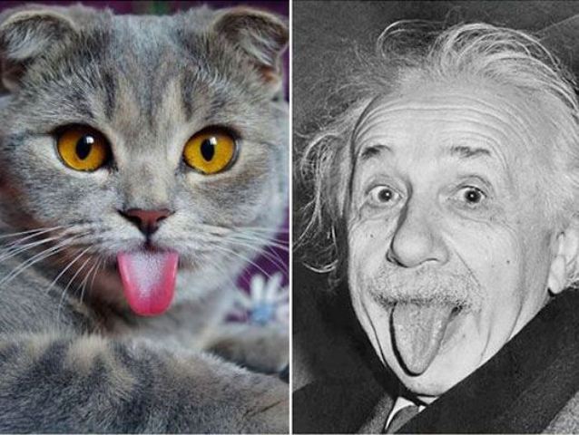 Kucing & Einstein