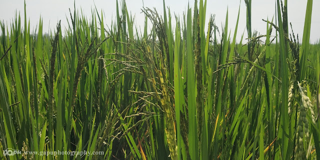 Farming Images in Odisha