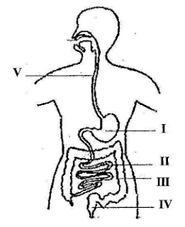 diagram of digestive system