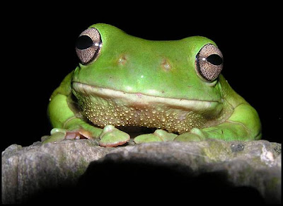 Hunter Valley Backyard Nature: #46 The sad face of a Green Tree Frog