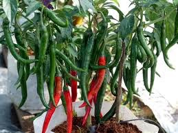 Cara Menanam Cabe Dalam Pot atau polybag Peluang Bisnis Cara Menanam Cabe Dalam Pot atau polybag Peluang Bisnis