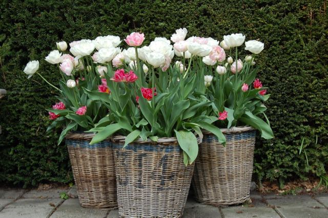 flower bulbs in containers