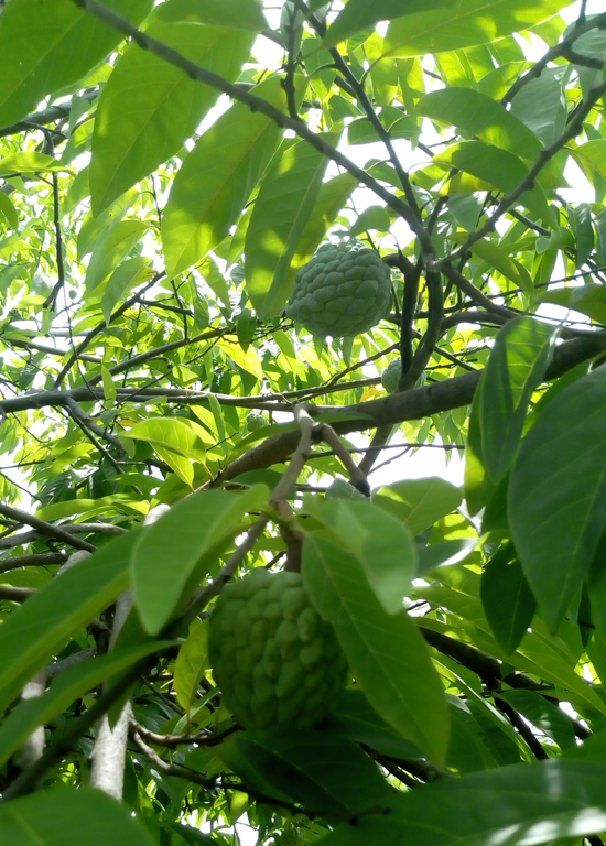 Atis Fruit Production Angat Makabago