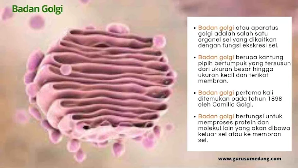 Badan Golgi merupakan organel sel yang salah satunya berperan dalam ekskresi ( yang mengeluarkan zat) seperti : mengemas bahan sekresi yang akan dikeluarkan dari sel.  Memproses protein yang telah disentesa oleh ribosom dari retikulum endoplsma.  Mensintesis polisakarida tertentu dan glikolipid.  Menambah elemen membran baru pada membran Sel.  Memproses kembali komponen membran sel yang telah memasuki sitosol selama endositosis.