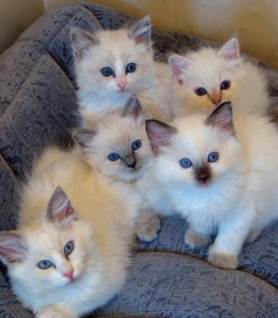 5 Gatitos ojos color azul