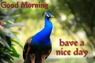 Good morning images with birds