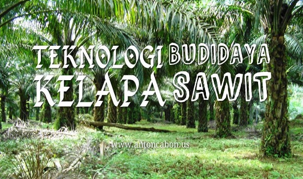 Teknologi Budidaya Kelapa Sawit