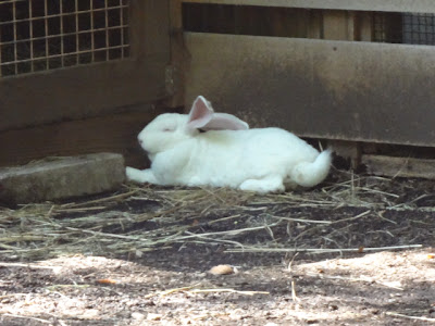 √ダウンロード 上野 動物園 うさぎ 973669-上野動物園 うさぎ