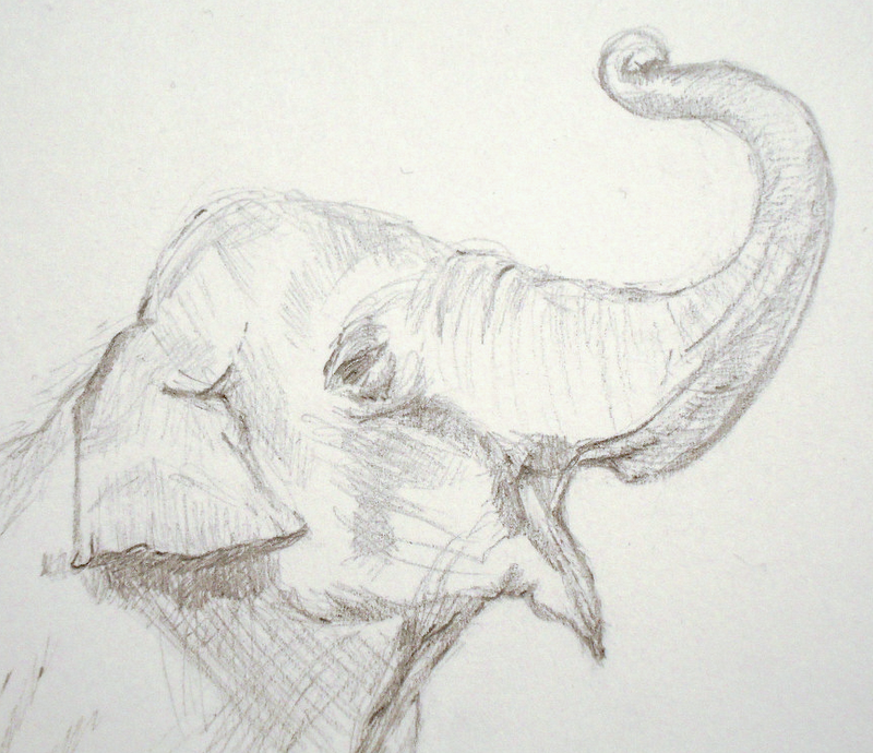 elephant drawings