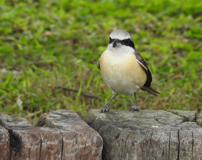 灰頭紅尾伯勞雄鳥