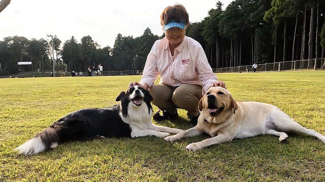 保護犬 ボーダーコリー トーマ かすみがうらドッグラン&サイクルキャンプ場