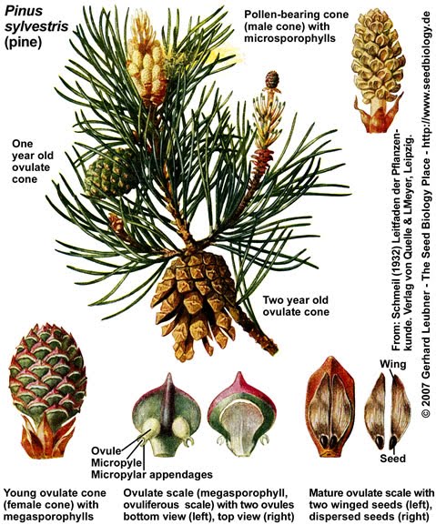 Deskripsi pinus merkusii/ pinus