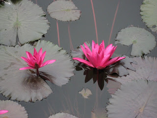 Lotus Pond at the Leela Goa