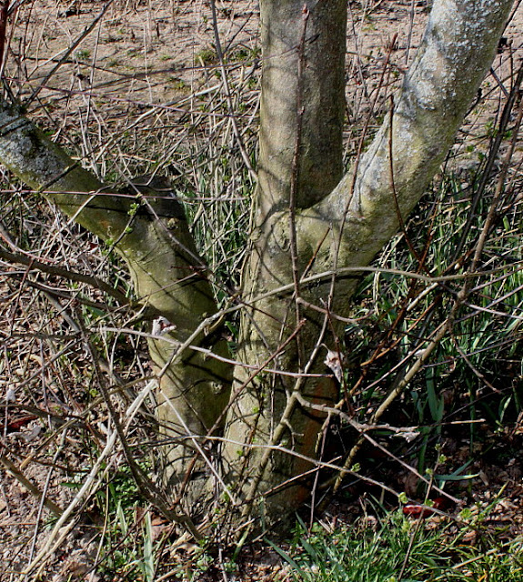 Рябина Мужо (Sorbus mougeotii)