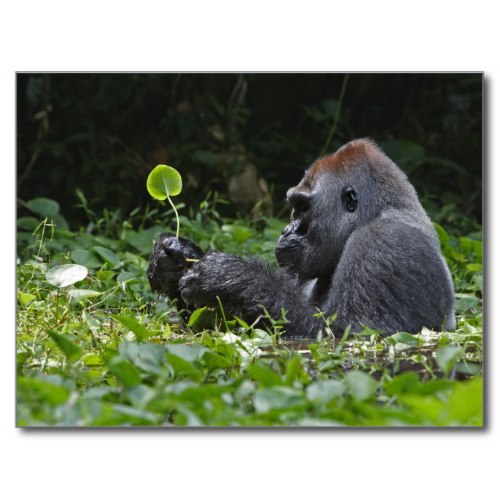 A Silverback Soaks In A Swamp | Awesome Photo Poster