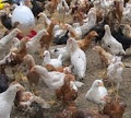 Ayam Kampung Organik Dan Kelebihan atau Keunggulannya