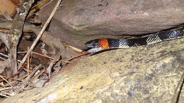 Texas coral snake: Identification, Characteristics, Facts, Behaviour, Poison, Antivenom