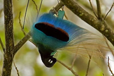 Blue Bird of Paradise, Paradisaea Rudolphi, Paradisaeidae Family.