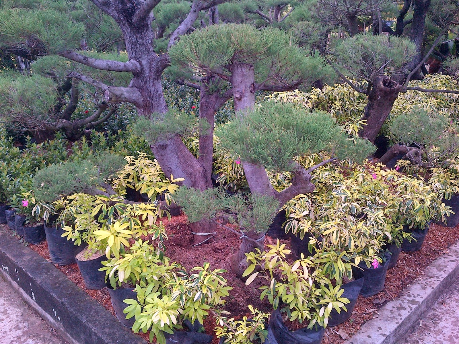 Jual cemara udang bonsai aneka  tanaman  hias  untuk taman 