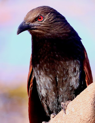 "Greater Coucal (Centropus sinensis), also known as the Crow Pheasant. Large, crow-sized bird with black plumage, a distinctive long tail, and red eyes. Seen perched on a tree branch in a natural setting."
