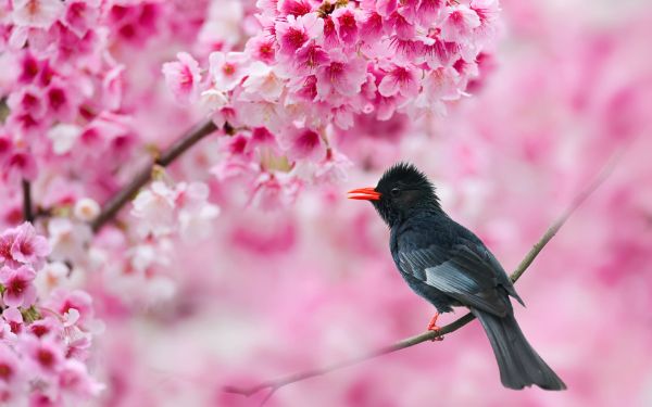 صور أشجار أزهار ساكورا Sakura