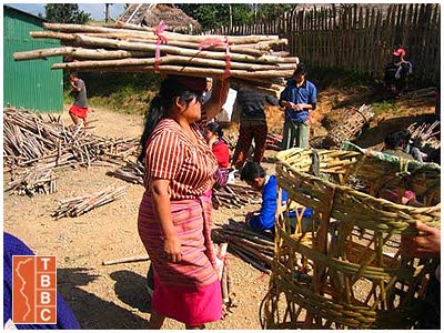 Eucalyptus renewable firewood source for refugee camps in Cambodia and Thailand