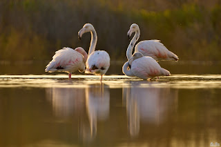 Flamingos at Sunset