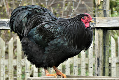 Ayam Australorp