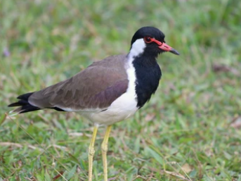 beautiful bird at namal lake